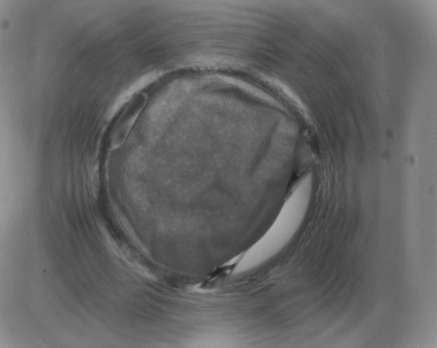 X0000082750488200702240042