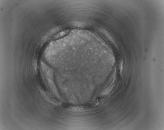 X0000082750500200702240042