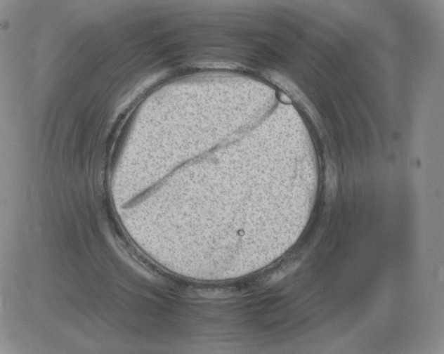 X0000082750533200702240041