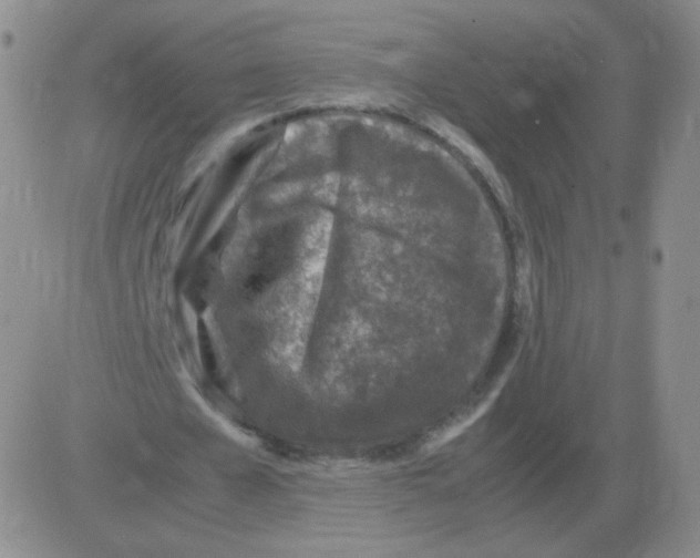 X0000082750577200702240041