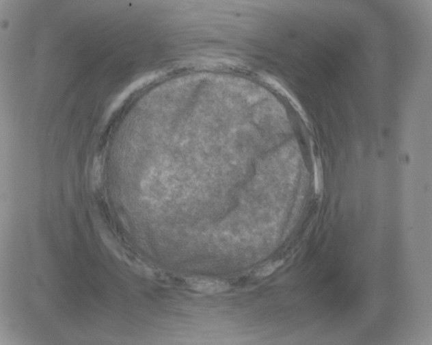 X0000082750579200702240041