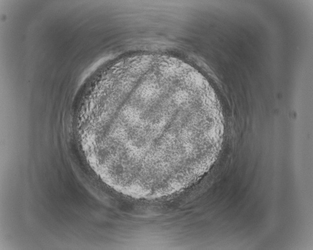 X0000082750679200702240039