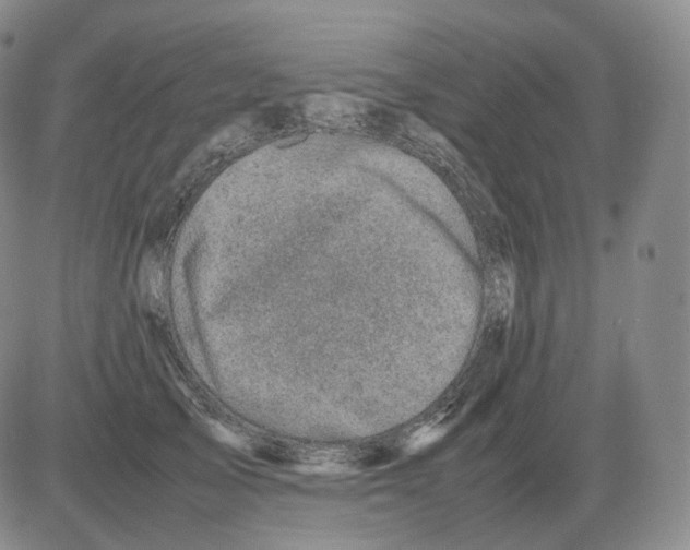 X0000082750705200702240039