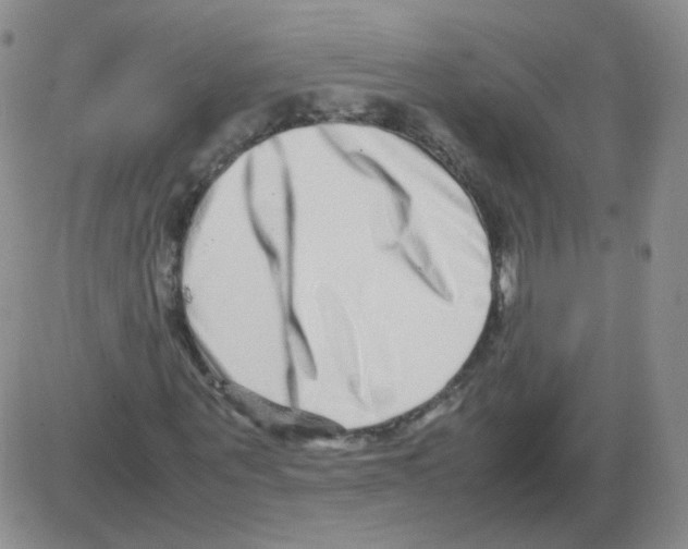 X0000082750867200702240036