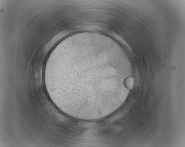 X0000082750886200702240036