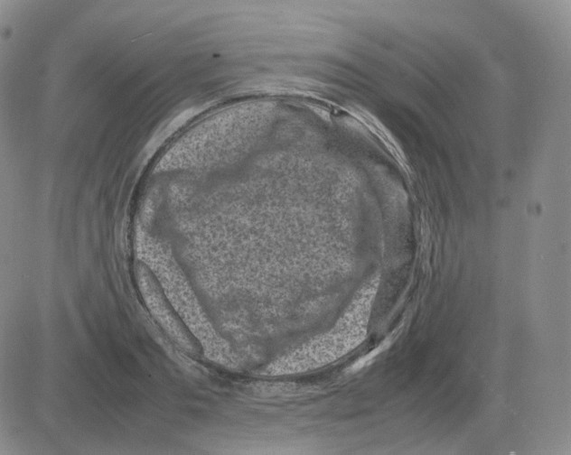 X0000082750893200702240035