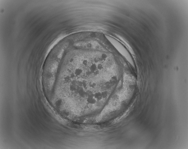 X0000082750899200702240035