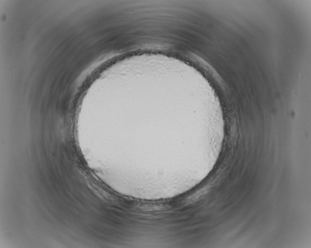 X0000082751027200702240033