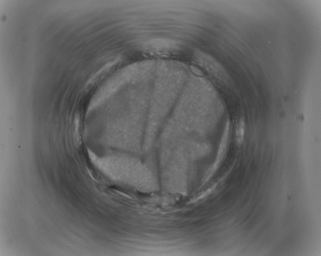 X0000082751060200702240033