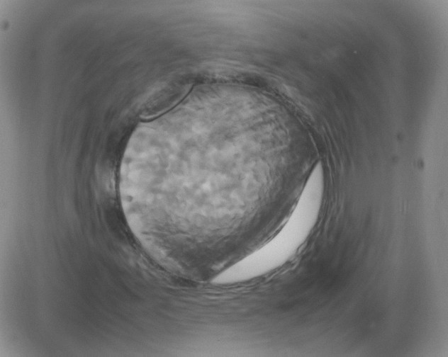 X0000082751155200702240031