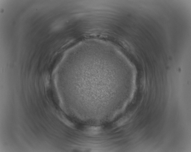 X0000082760081200702092004