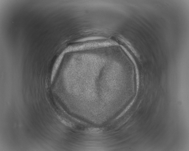 X0000082760161200702162034