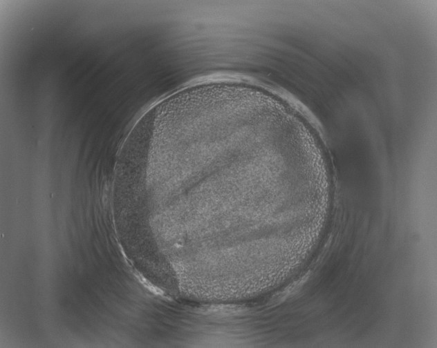 X0000082760953200702162022