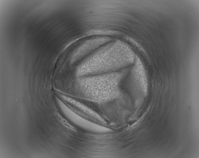 X0000082761025200702162020