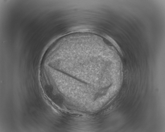 X0000082761051200702162020