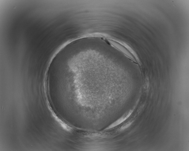 X0000082761054200702162020