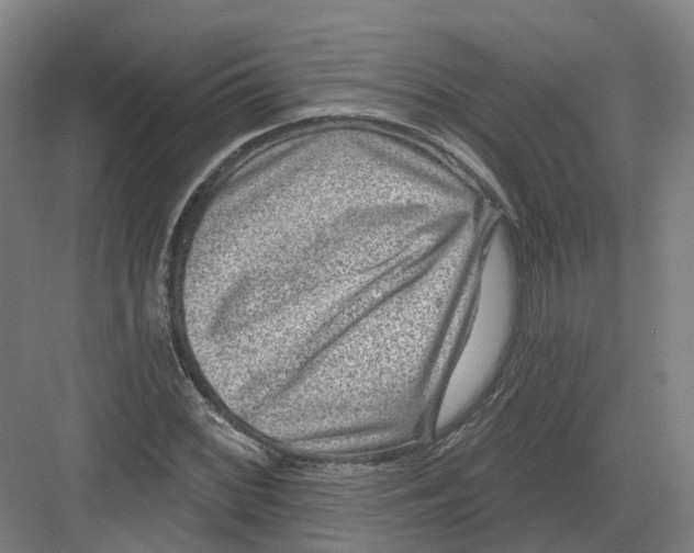 X0000082761068200702162019