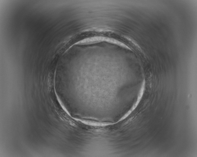 X0000082761110200702162018