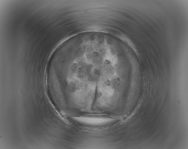 X0000082761125200702162018