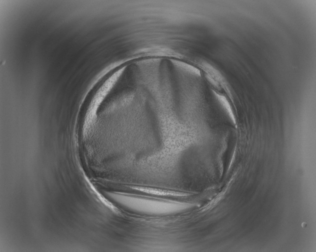 X0000082761141200702162018