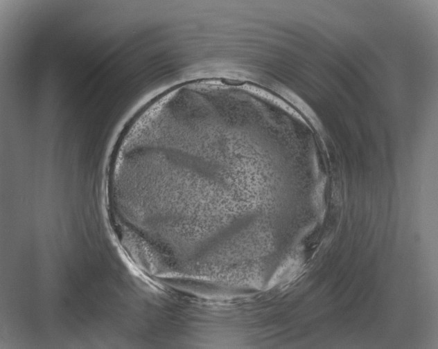 X0000082761144200702162019