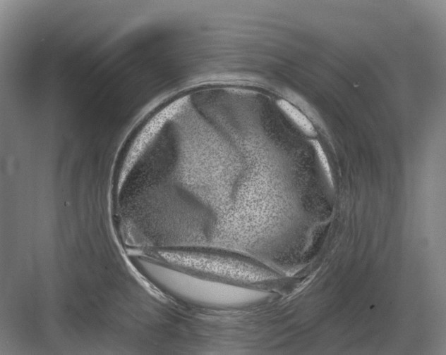 X0000082761237200702162017