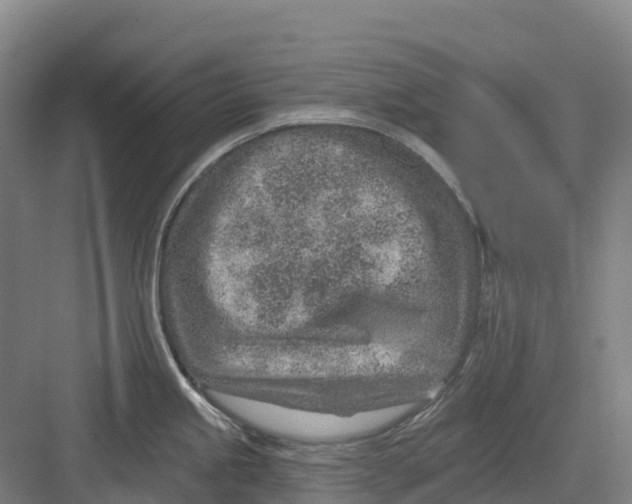 X0000082761245200702162017