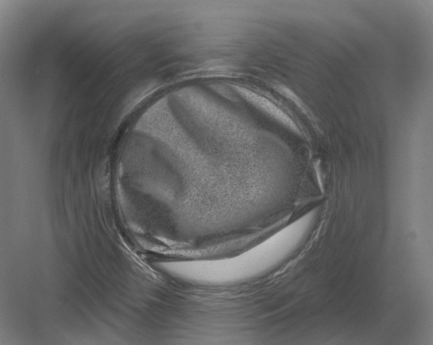 X0000082761450200702162013