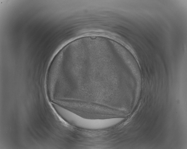 X0000082761533200702162012