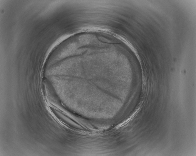 X0000082761045200702240059