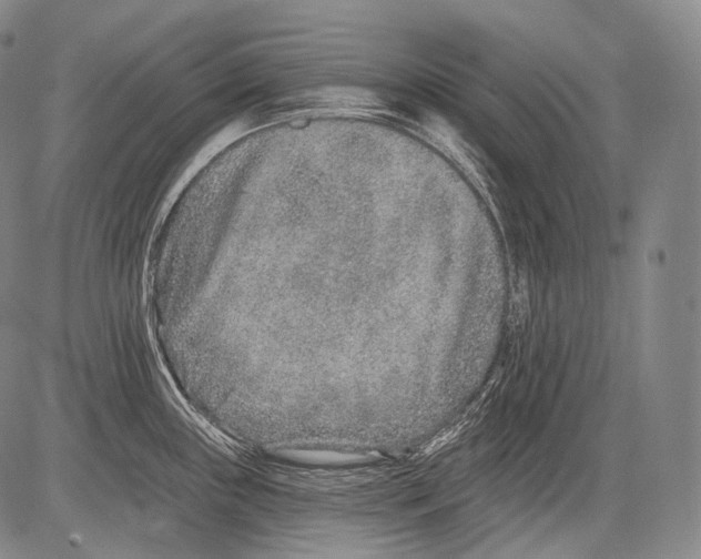 X0000082761243200702240056