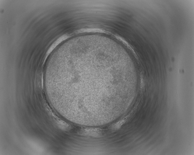 X0000082761274200702240055