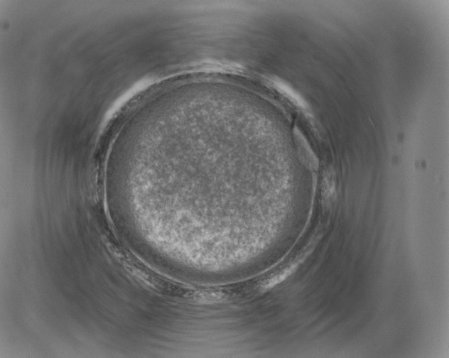 X0000082761310200702240054