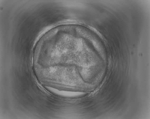 X0000082761413200702240053