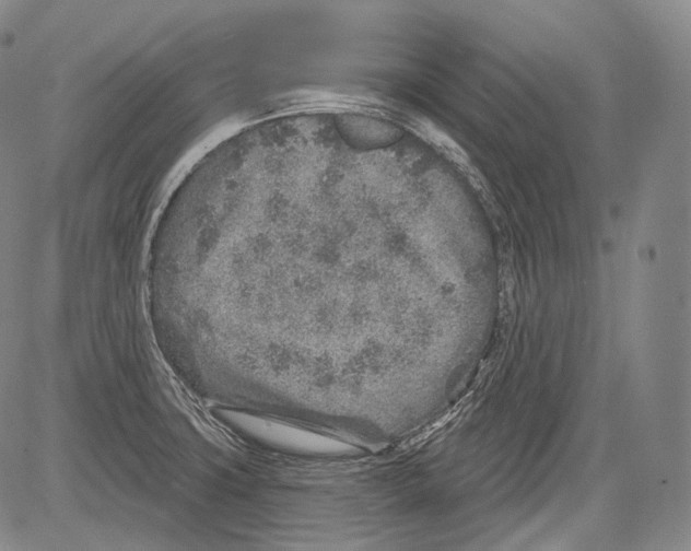 X0000082761427200702240053