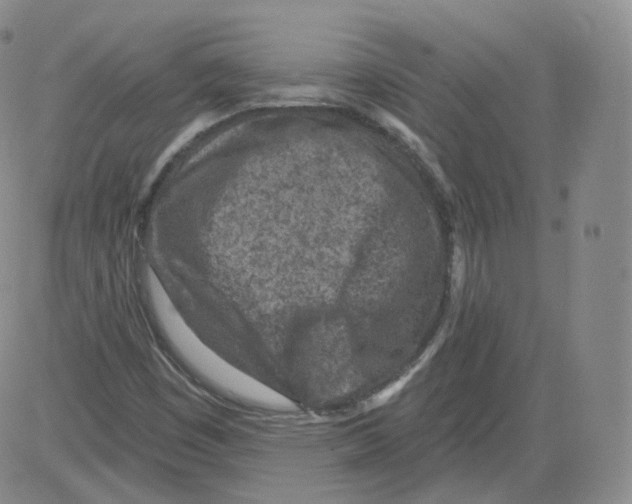 X0000082761449200702240052