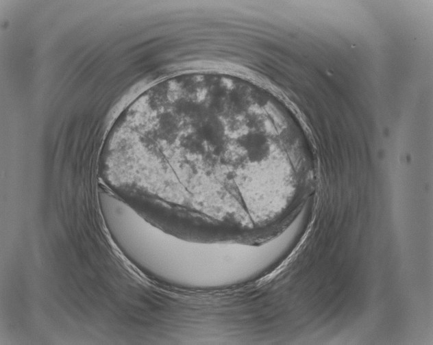 X0000082761529200702240052