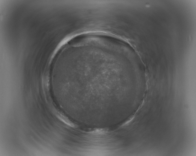 X0000082930056200702011250