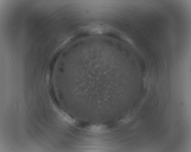 X0000082930314200702011246