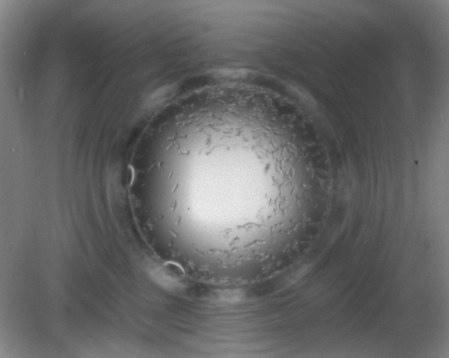 X0000082930377200702011246