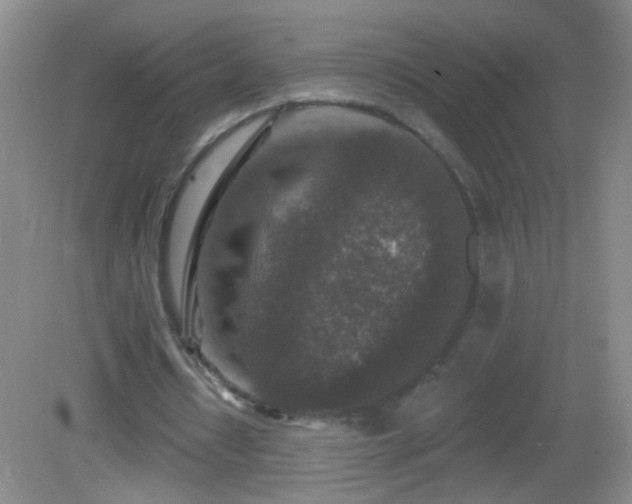 X0000082930434200702011244