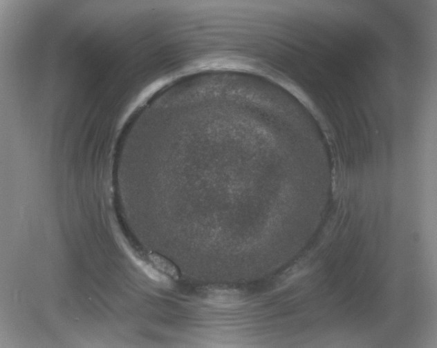 X0000082930438200702011244