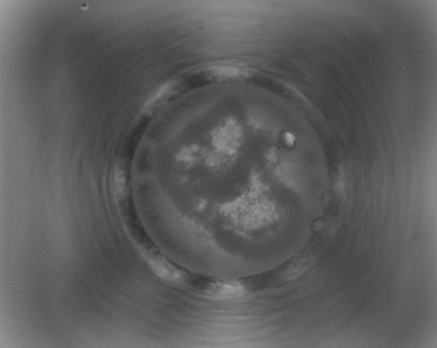 X0000082930715200702011240