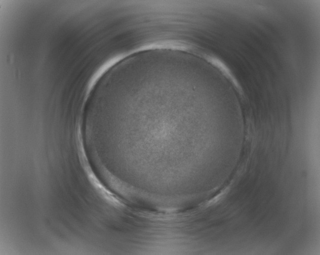 X0000082930952200702011236