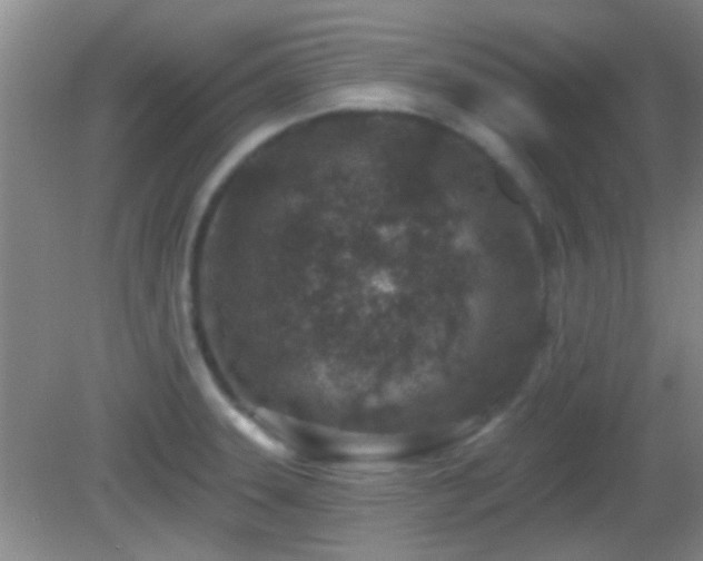 X0000082931331200702011230