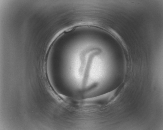 X0000082931340200702011230