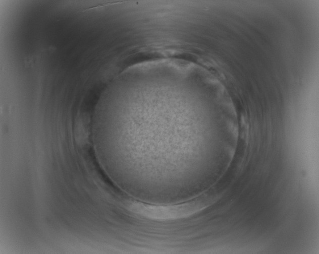 X0000082930030200702081552