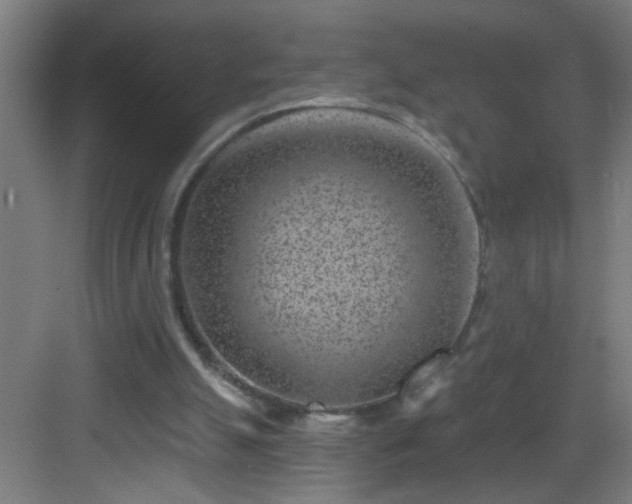 X0000082930055200702081551