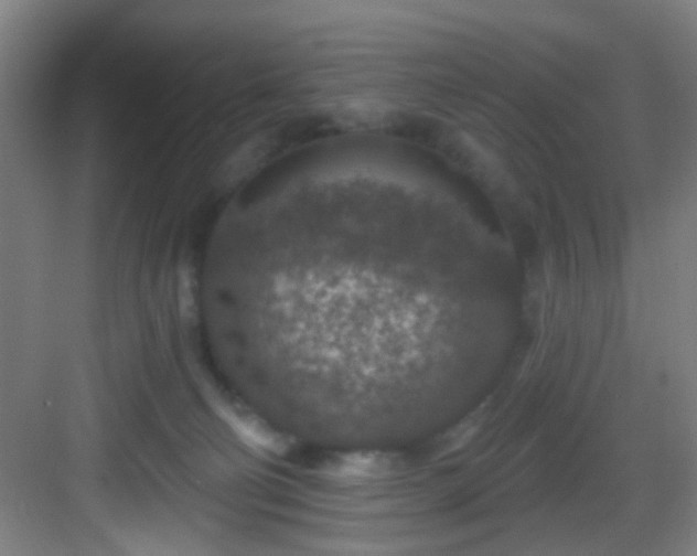 X0000082930130200702081551