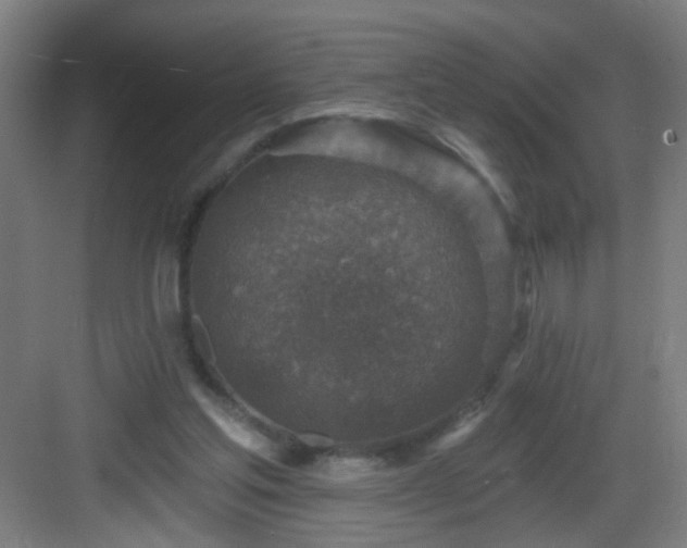 X0000082930205200702081550